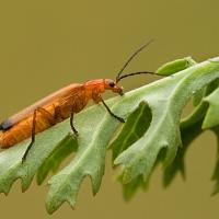 Common Red Soldier Beetle 